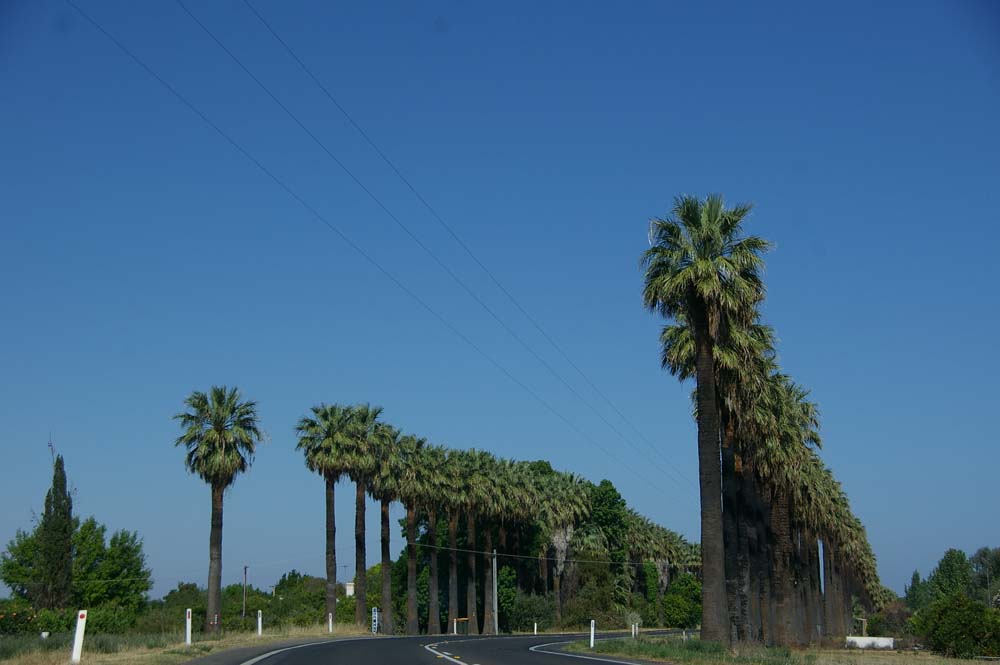 IMGP2446